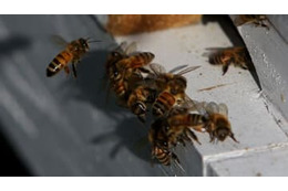 試合中、大量の蜂が襲来…足が「ミツバチに包まれる」場面も 画像