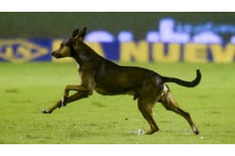 ボールが好き過ぎる犬が試合に乱入！選手を股抜きする 画像