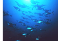 大型クロマグロの漁獲枠増 画像