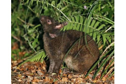 クロウサギ事故死、最多 画像