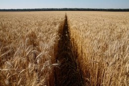 小麦価格14年ぶりの高値 画像