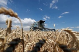 小麦輸入価格17％上昇 画像