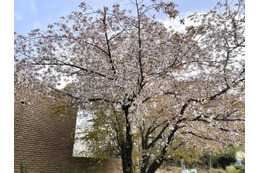 京の桜満開、昨年が過去最速 画像