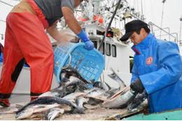 日ロ、サケ・マス漁業交渉へ調整 画像