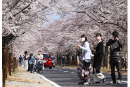 福島・富岡町「夜の森」桜まつり 画像