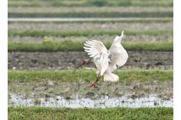 トキ放鳥、候補地の公募開始 画像