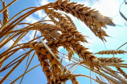 世界の小麦生産量450万トン減 画像