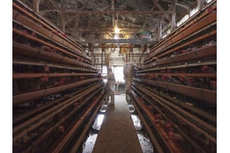 香川の養鶏場で鳥インフル 画像