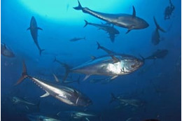 日本のマグロ漁獲枠295トン増 画像