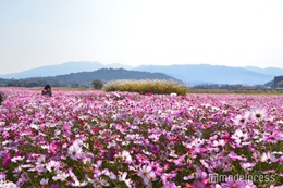 奈良県橿原市は大人の好奇心くすぐる“知らなかった！”が満載　パワスポにグルメ、お洒落カフェも 画像