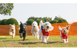 横浜赤レンガ倉庫で愛犬家向けイベント「赤レンガでわんさんぽ」マーケットにドッグラン、初のレース企画も 画像