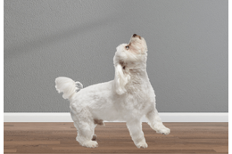 飼い主の鼻歌に”遠吠え”する愛犬　鼻歌をやめるとまさかの様子に…「パパだってばー」 画像