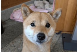 事務所に預けている柴犬　まさかの勘違いに…「ごめんね」「寂しがり屋」 画像