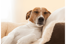 捨て犬を迎え入れた家族　ある日、学校から帰宅すると…まさかの姿に「ありがとう」 画像