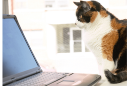 リモート会議中の飼い主　上司が重要な話をした瞬間→愛猫の”まさかな行動”に「主役を奪うとは…」「笑った」 画像