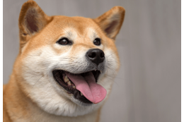 ペットハウスに喜ぶ柴犬　中で暴れていると勢い余り…「笑いが止まらない」 画像