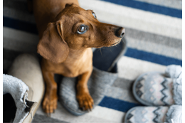 仕事から帰宅後…家用のスリッパが消えた！？愛犬を見つけた瞬間、予想外の状況に「子守りしてる？」 画像