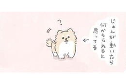 愛犬むっくは動くとついてくる…なにか期待している？ 【うちのむっくはいつも楽しそう #１ 】 画像