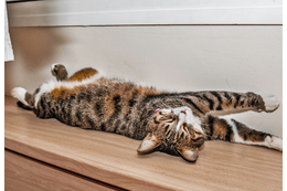 日向ぼっこをする愛猫。予想外な事が起きるも”冷静で”…「愛おしい」「かわいい」 画像