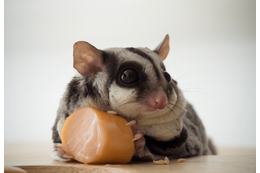 隅で好物を食べるモモンガ　飼い主が後ろから近づいた結果…「人間みたい」「どこに行った」 画像