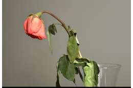 瀕死状態だった薔薇の苗　2年後の姿に…「満開の美しい花」「植物は本当に強い」 画像
