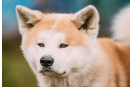 一人にしか懐かない秋田犬…散歩に行くと「忠犬じゃないの？」⇒愛犬の”まさかの行動”に驚いたワケとは！？ 画像