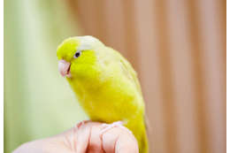 好奇心旺盛なインコ　帰宅すると”まさかの物”をくわえ…→「やってくれたなぁ！」「笑った」 画像