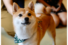 敏感すぎる柴犬…禁句の”おふろ”を言い換えたら⇒まさかの状態に「思わず笑った」 画像