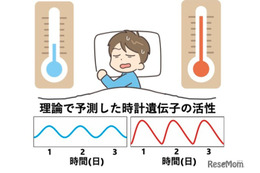 京大・理研、体内時計の新たな仕組みを解明