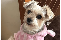 ご飯待ちの愛犬…いつもはお座りだけど⇒ご飯直前に”まさかのポーズ”で「ごめんね」「かわいすぎ！」 画像