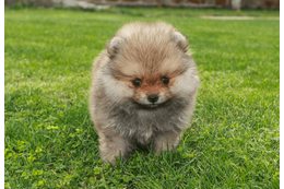 生後6ヶ月のポメラニアン…飼い主がいたずらを□ると⇒愛犬の”拗ねたときの行動”に「かわいい」 画像