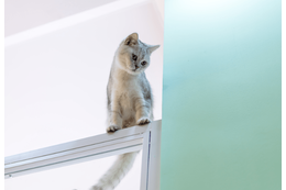 登るのが好きな愛猫　しかし”まさかの場所”に乗ってしまい⇒「ありがたい雰囲気」「思わず笑った」 画像