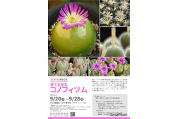 筑波実験植物園、育てる宝石「コノフィツム」特別公開