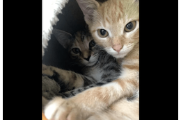 動物病院で…「鍵をかけたはずなのに！」愛猫の”まさかの行動”で⇒獣医「この子たちは頭がいい」 画像