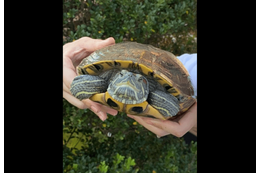 ベランダで飼っている亀　なぜかエレベーターの近くで発見⇒「なんでここに？！」亀がいた”まさかの理由”に驚愕 画像