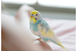 おしゃべりが上手なインコ 飼い主の腕に噛みつくと⇒インコの”まさかの一言”に「家族みんな大笑い」 画像