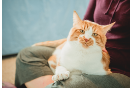 80代の祖父が大好きな4歳の孫 祖父の膝で眠る猫を見ると⇒孫の“まねっこ行動”に「ほっこり」 画像