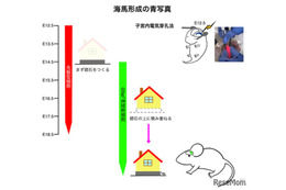 東京医科大、脳の記憶中枢形成の謎を解明…発達障害など原因究明に期待