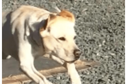 甘えん坊なラブラドール。庭でボール遊びをすると⇒まさかの豹変に「うっそぉ」「家族で大笑い」 画像