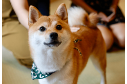 リビングで…3歳の柴犬が警戒態勢に！？視線の先を見ると⇒「思わず吹き出した」 画像