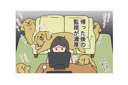 家に戻ると視線が集中、愛犬からの‟監視”包囲網。少し留守番させただけなのに…【おさんぽですし！　おしゃべり犬とイライラ猫の日記 #８】