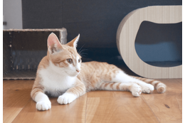 リモートワーク中…愛猫が資料チェック！？⇒敬語で報告した結果「にゃんこ上司」「上司の巡回」 画像