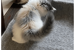 家の中が冷えていた日　寝室の床に違和感…⇒愛猫の行動に「賢い」「思わず笑った」 画像