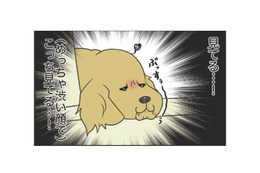 ひいきはダメよ！愛犬が寝てる間に愛猫と戯れていると感じる、ぶちゃ渋い視線…【おさんぽですし！　おしゃべり犬とイライラ猫の日記 #31】