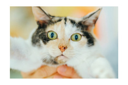 未確認飛行物体発見！ 真剣におもちゃのトンボで遊ぶ看板猫・ミケちゃんに注目【ミケちゃんとやすらぎさん #４】