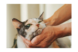 誰にも邪魔されない至福の時間！ 飼い主に優しくナデナデされて溶ける看板猫・ミケちゃん【続 ミケちゃんとやすらぎさん #２】 画像