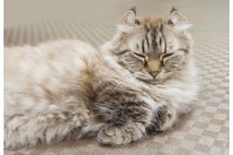 7キロの愛猫を連れて行くと…おばあさんの“可愛すぎる勘違い”に⇒「大笑い」「一緒に頑張ろうね」 画像