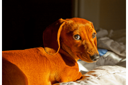 トイレに失敗した愛犬が驚きの行動に！？　自力で「証拠隠滅」を試みるも⇒目が合った瞬間の”反応”に「爆笑した」 画像