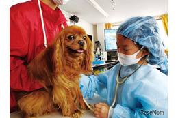 小学生対象「獣医さん体験スクール」愛知4/11-12