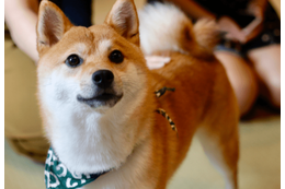 帰宅すると…リビングに散乱したクッション⇒柴犬の必死な行動に「バレバレだよ」 画像